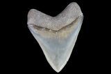 Serrated, Fossil Megalodon Tooth - Nice Color #86067-2